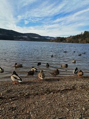 ducks on lake