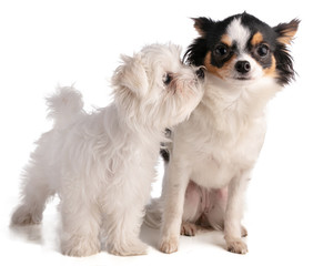 Maltese bichon puppy with chihuahua