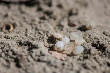 Plastic pellet trash thrown on the beach sand