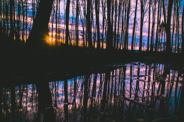 Silhouette of trees in the forest  on purple cloudy sunset, scene reflected in rain water background