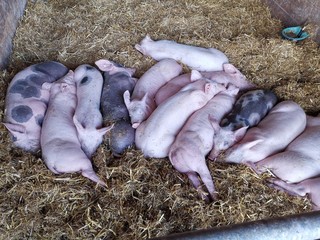 fresh fish in market