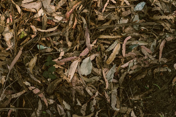 fallen leaves decomposing in the woods