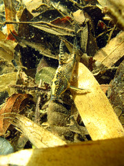 Siluriform fish on a riverbed in Ubatuba (SP) Brazil 
