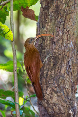 Red billed Scythebill photographed in Corumba, Mato Grosso do Sul. Pantanal Biome. Picture made in 2017.