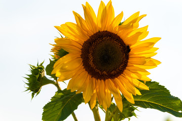 sonnenblume freigestellt