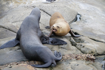 Seals talking to each other on a rock at a California beach.