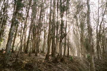 sun shining through coastal forest in central california