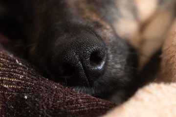 close-up of dog lies on pillow under plaid