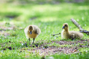 Canada geese goslings (Branta canadensis)