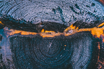 The charred stump of tree felled - section of the trunk with annual rings. Slice burnt wood.