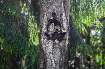 Birch trunk with damage to birch, similar to a portrait of a woman and a man on a bright spring, sunny day