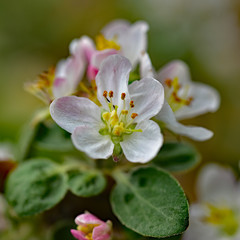 Blooming apple trees in the garden