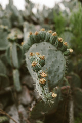 prickly pear cactus