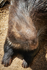 Portrait of a porcupine