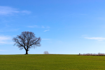 Un arbre isolé dans la campagne européen