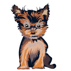 Yorkshire Terrier puppy outfitted on white.