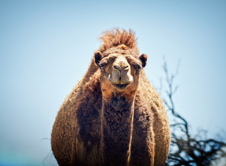 Portrait of a camel