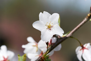 Cherry Blossom