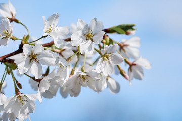 Obraz premium Cherry Blossom