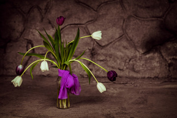 a bouquet of fresh white and purple tulips in a vase, against the background of an old wall