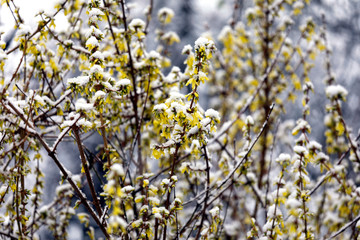 Forsythie mit gelben Blüten und Schnee im Frühjahr und Winter