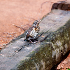 The chick on the log one bright spring, sunny day