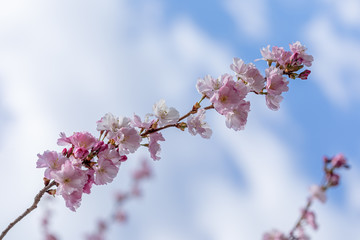 A branch of Cherry Blossom flowers against blurry puffy clouds in a blue sky
