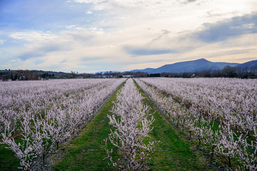 Fototapeta na wymiar Verger de pruneaux en fleurs au printemps, Provence, France. Coucher de soleil.