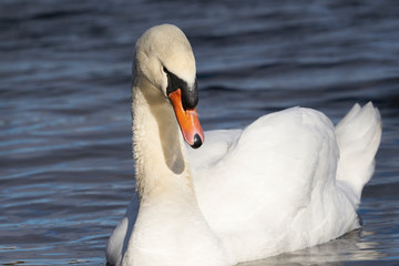 Mute Swan