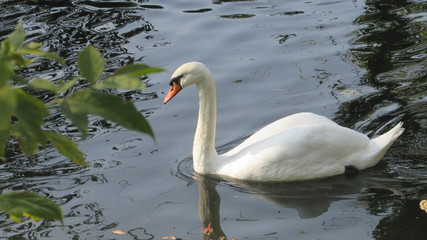 swan on lake