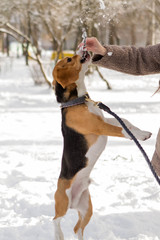 Dog jumping for the stick hold by the girl