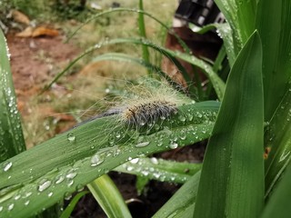 caterpillar on leaf