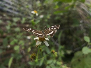 butterfly on leaf