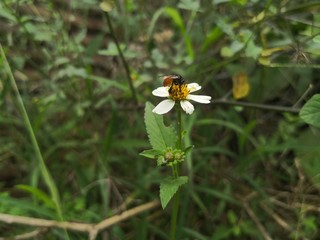 bee on flower