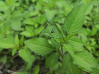 background of green leaves