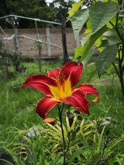 lilies in the garden