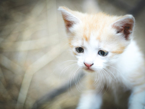 cute kitten portrait with a serious curious look