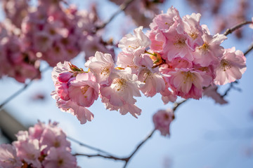Close up of bherry blossom branches against clear blue sky