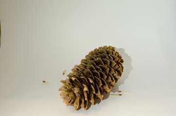 Pine cone on a white background photo