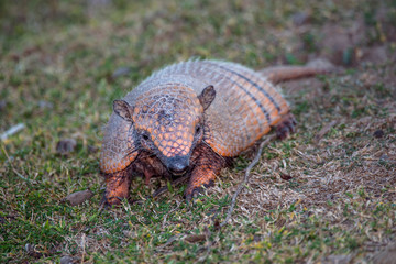 Six banded armadillo photographed in Corumba, Mato Grosso do Sul. Pantanal Biome. Picture made in 2017.