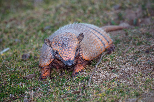 Six Banded Armadillo Photographed In Corumba, Mato Grosso Do Sul. Pantanal Biome. Picture Made In 2017.