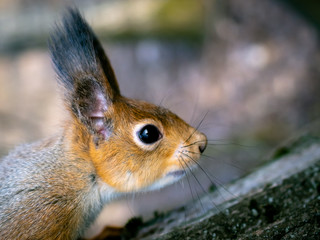 Red squirrel posing on a tree. Portrait of a funny furry squirrel with funny furry ears sitting on a tree