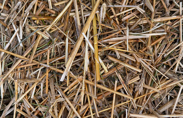 Straw texture. Grain after processing