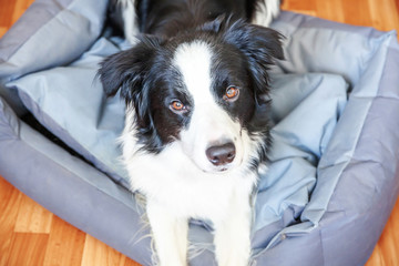 Stay home. Funny portrait of smilling puppy dog border collie lying in dog bed indoors. New lovely member of family little dog at home gazing and waiting. Pet care and animal life quarantine concept.