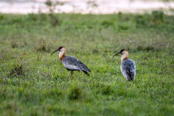 Buff necked Ibis photographed in Corumba, Mato Grosso do Sul. Pantanal Biome. Picture made in 2017.