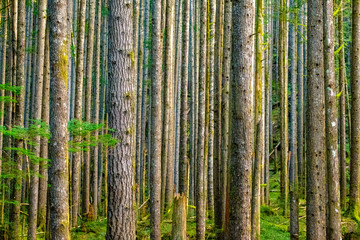 A forest full of trees on a hike