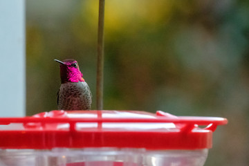 A rufous hummingbird at a red feeder