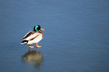 Obraz premium Mallard duck walking on melting ice in sunny day. Male wild duck on the lake, early spring weather