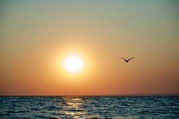 Fototapeta na wymiar sunset on the sea flying bird