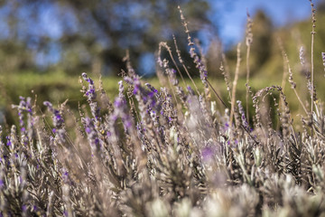Old lavender in bloom in a garden